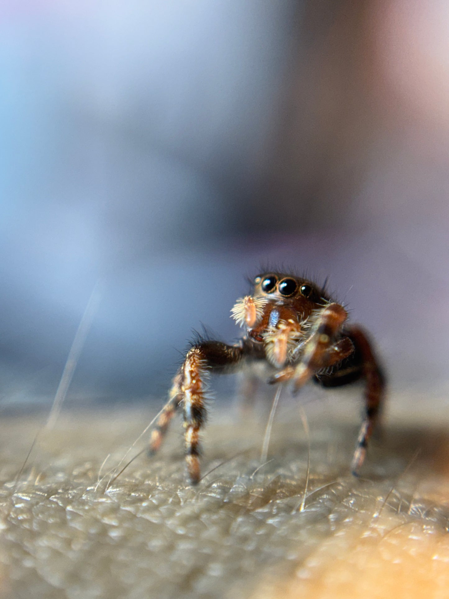 P. Audax (Bold Jumpers)