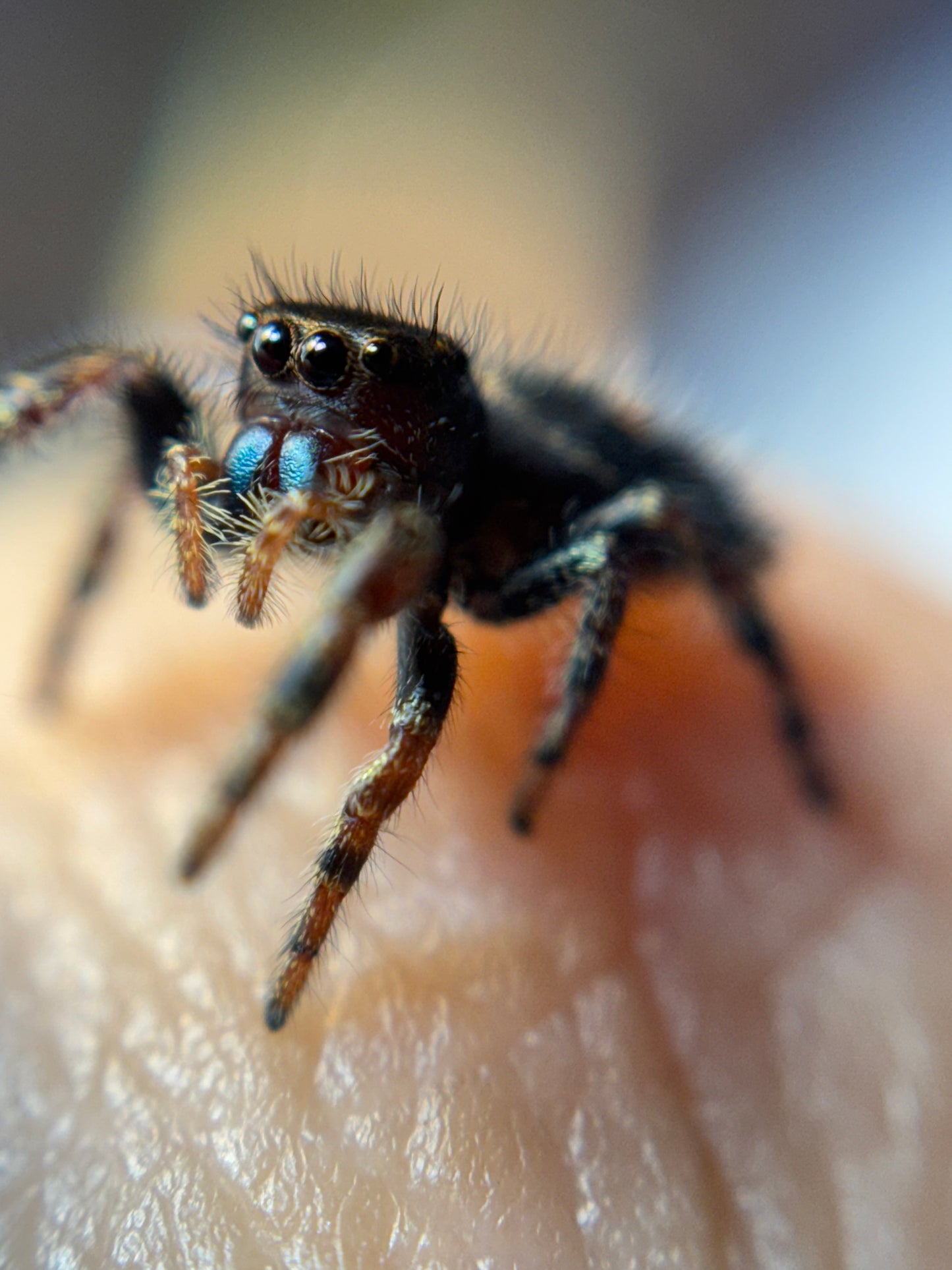 P. Audax (Bold Jumpers)