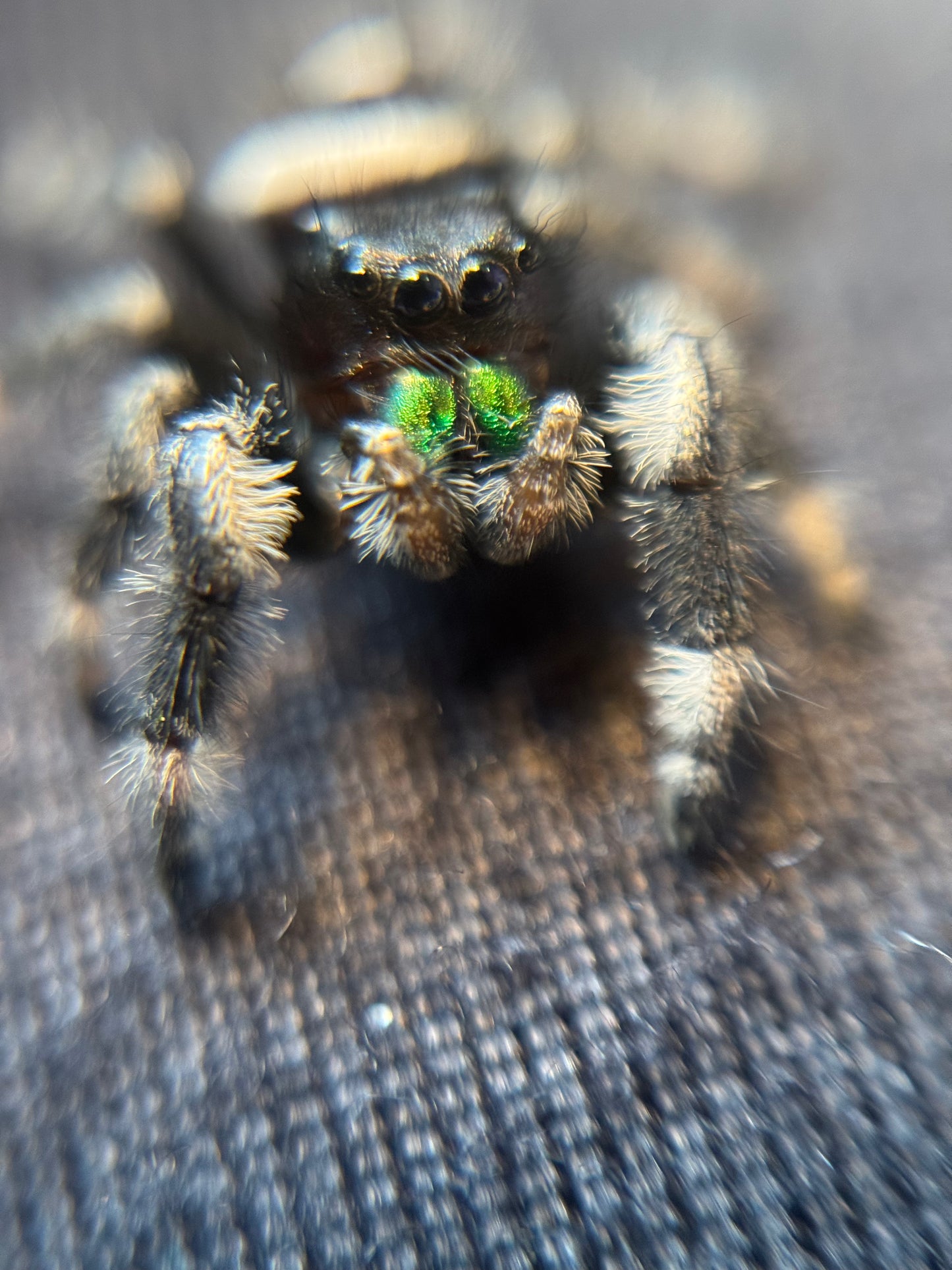 Male Regal i8 (Apatite) ๐ข included