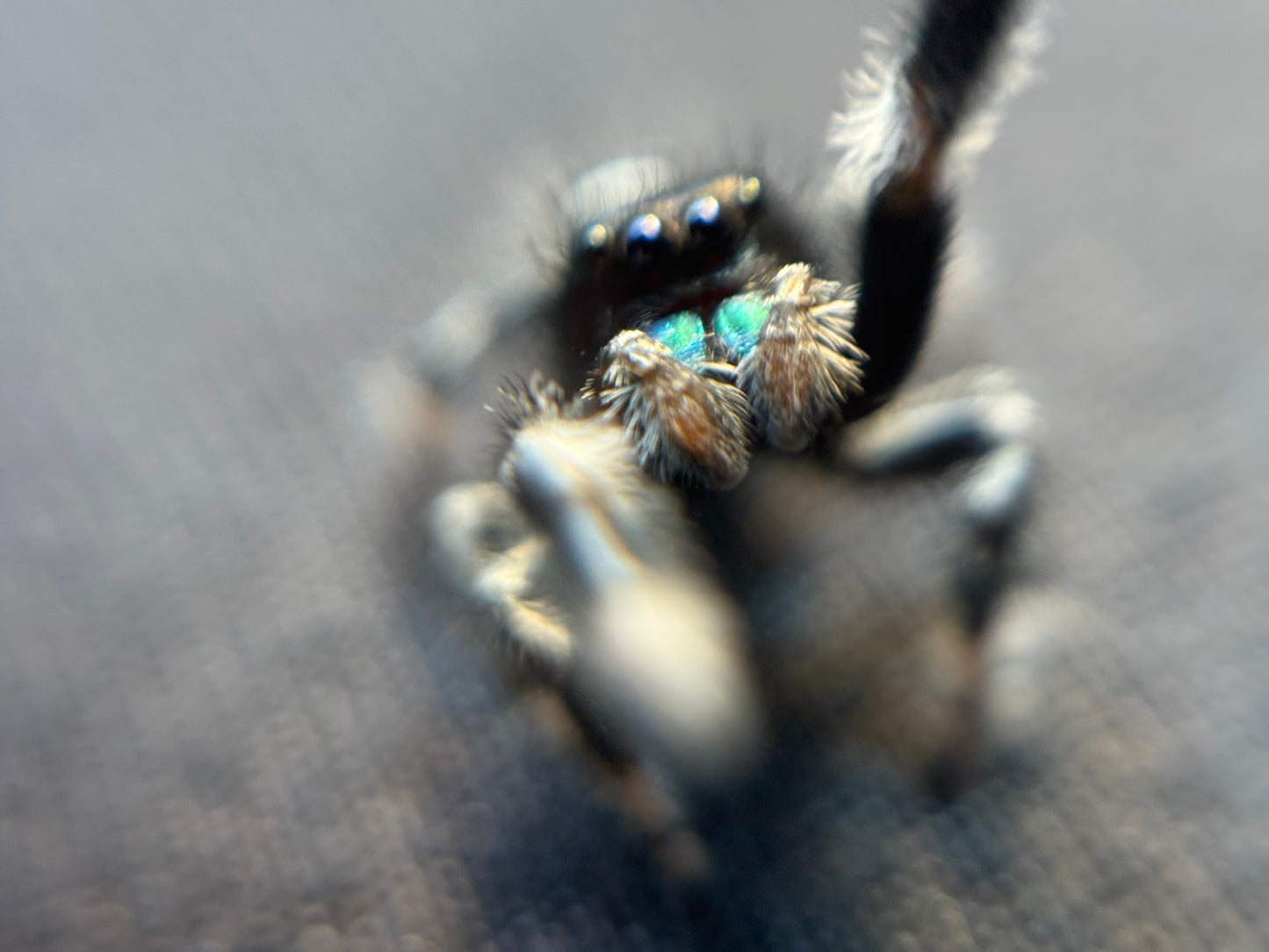 Male Regal i8 (Apatite) ๐ข included