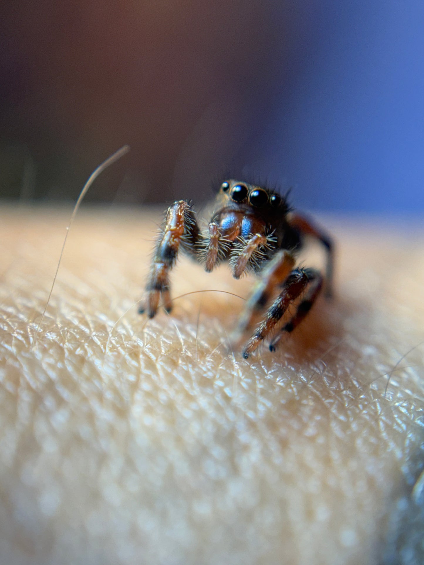 P. Audax (Bold Jumpers)