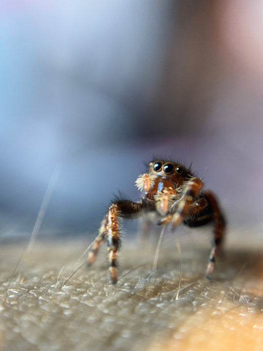 P. Audax (Bold Jumpers)