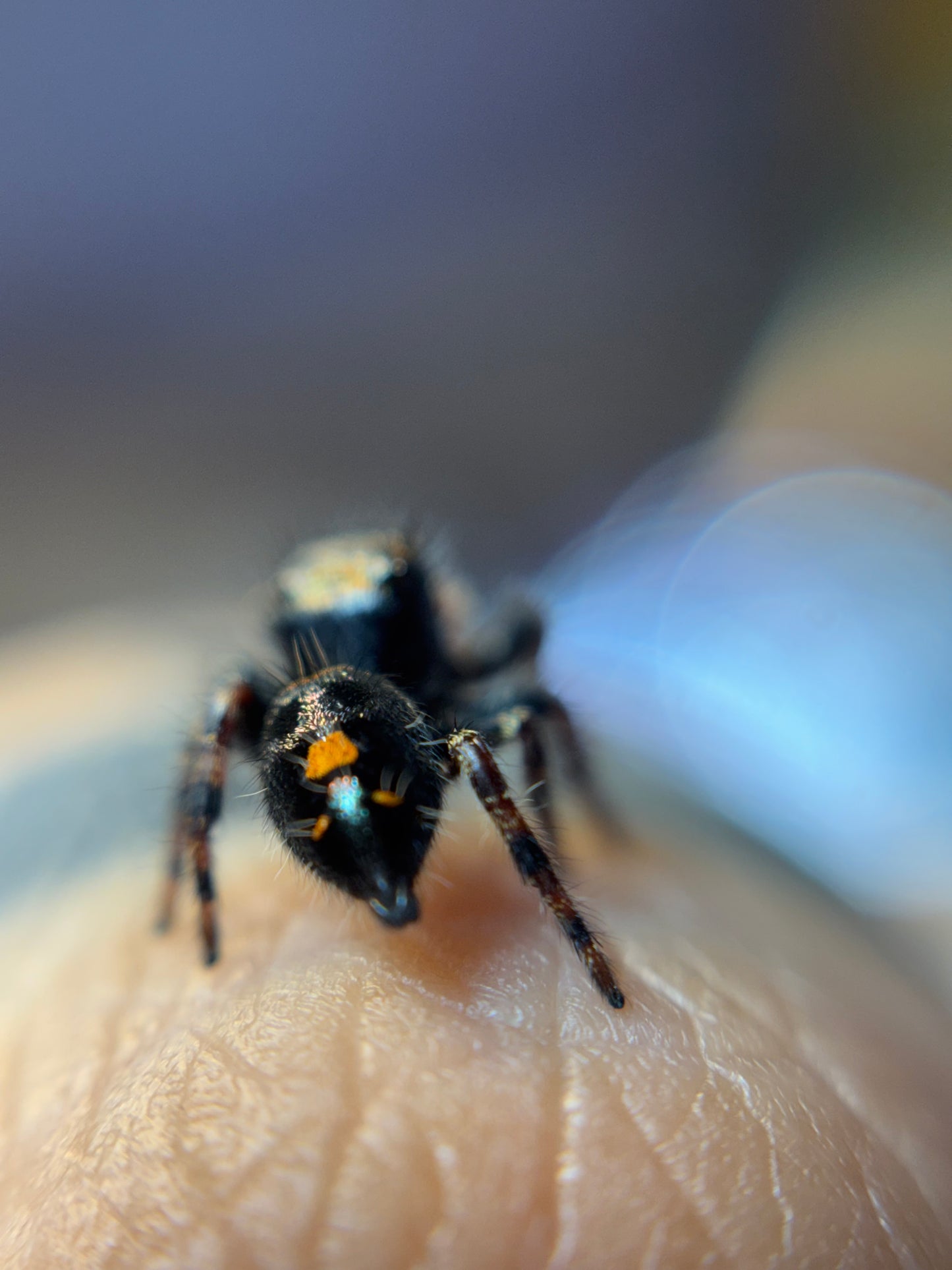 P. Audax (Bold Jumpers)