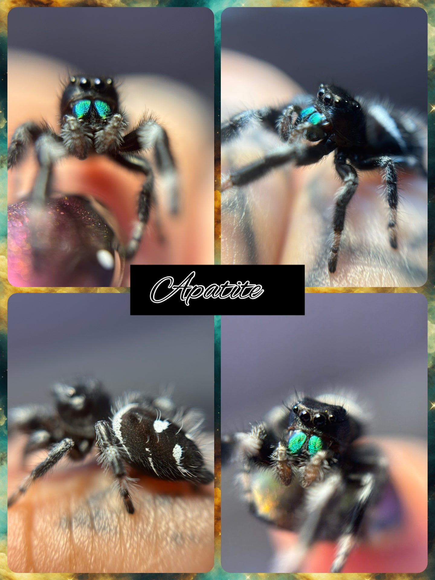 Male Regal i8 (Apatite) 🚢 included